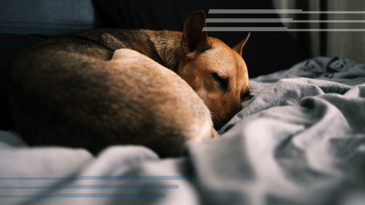 Dormir con tu mascota, ¿bueno o malo para tu salud?