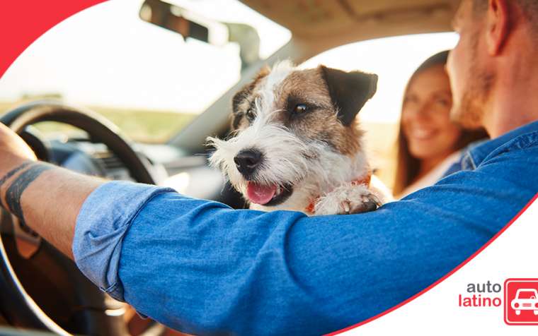 Consejos para evitar accidentes de auto si viajas con tu perro