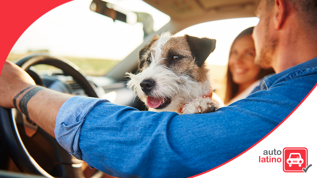Consejos para evitar accidentes de auto si viajas con tu perro